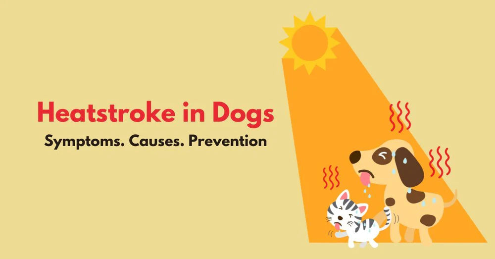 Heatstroke in dogs