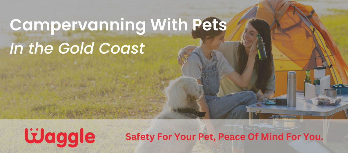 Campervanning with pets in the Gold Coast