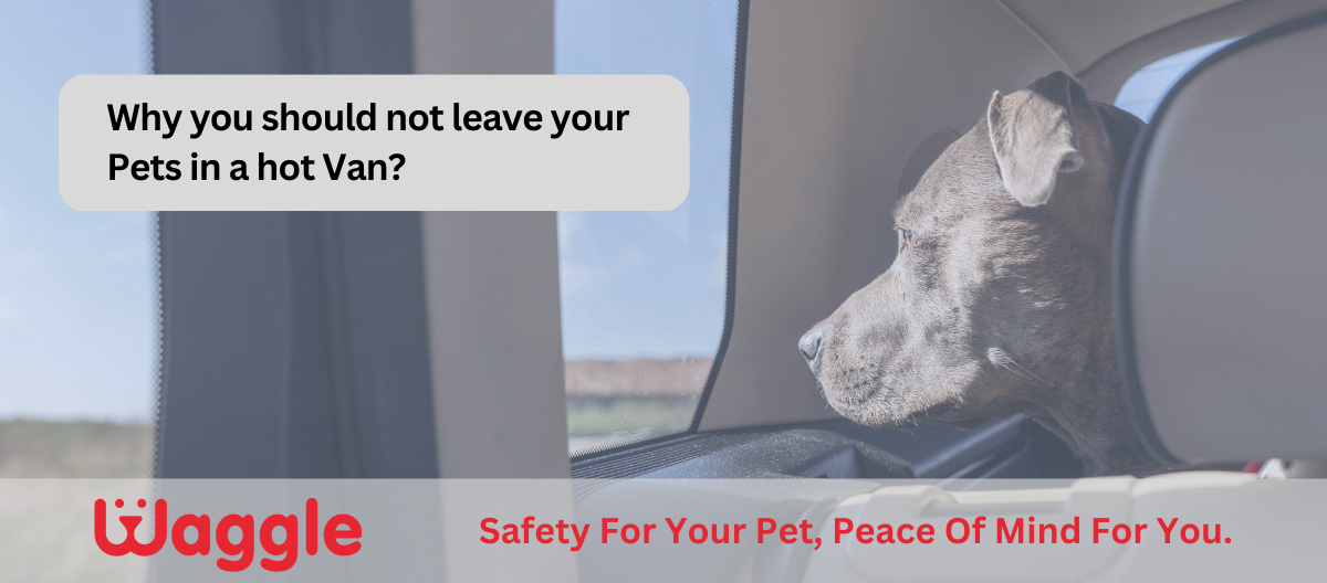 Why you should not leave your Pets in a hot Camper Van?