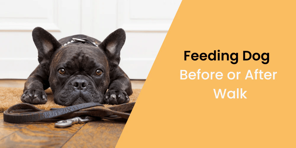 Feeding Dog Before or After Walk