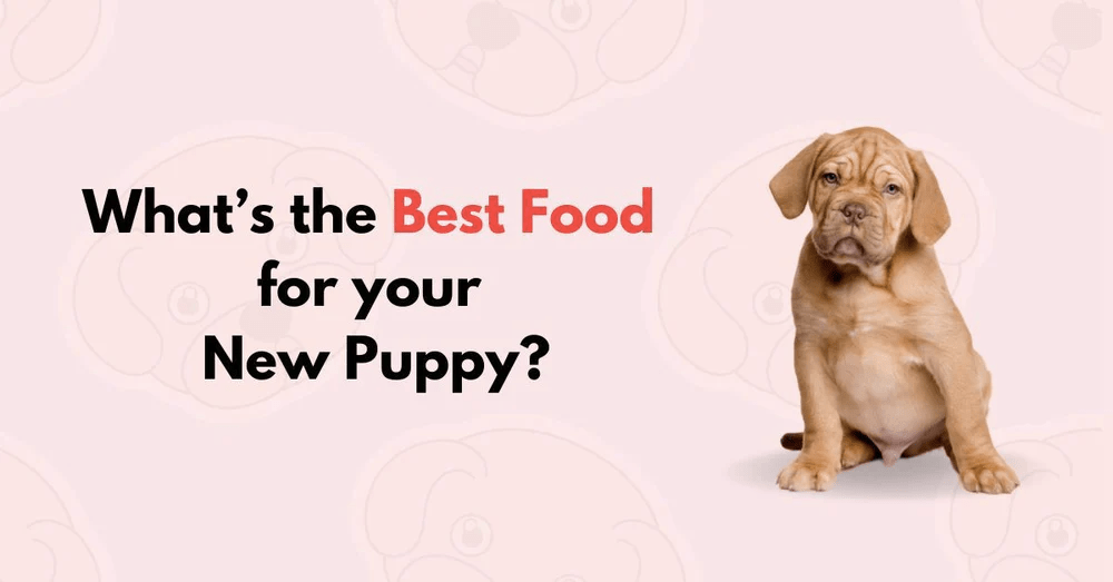 What’s the Best Food for your New Puppy?